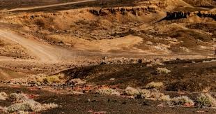 大谷翔平与山本由伸的“日本组合”让洛杉矶道奇成为亚洲棒球的新麦加